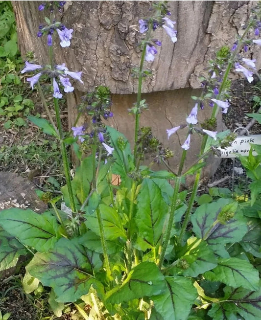 Lyre-Leaved Sage Seeds - 100+ Organic Salvia lyrata - Cancer Weed, Freshly Harvested 03/25, Non-GMO, Garden Planting Seeds