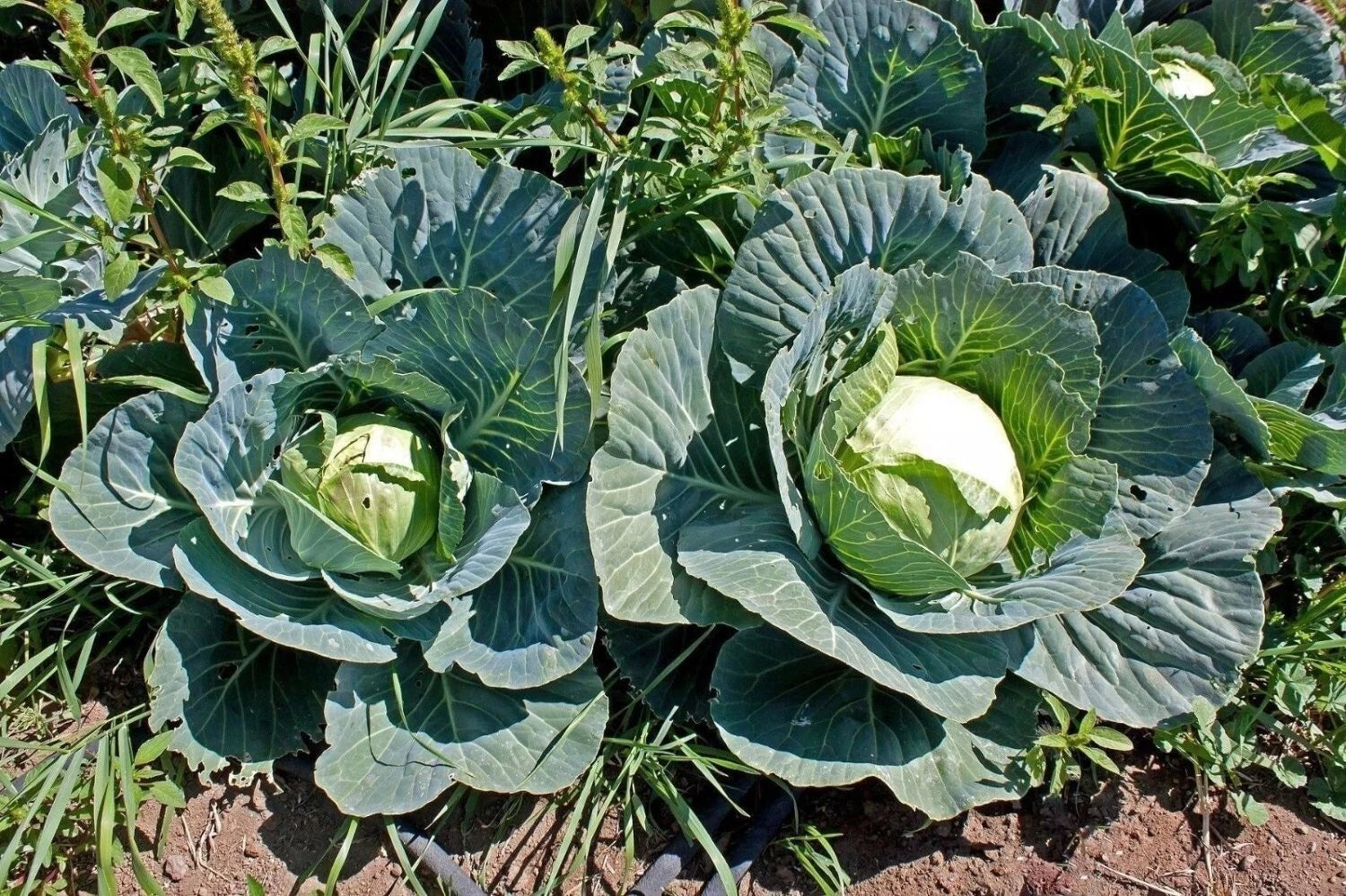 Cabbage Seeds - 100+ Heirloom Brunswick - Non-GMO - Fresh Brassica oleracea