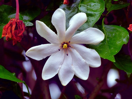 Cape Jasmine Flower Seeds - 25 Pack - Small Flowering Bush - Gardenia jasminoides