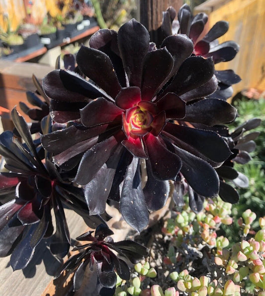 Aeonium 'Black Rose' Cutting, 3-4" Succulent Plant, Black Rose Succulent, Echeveria Family