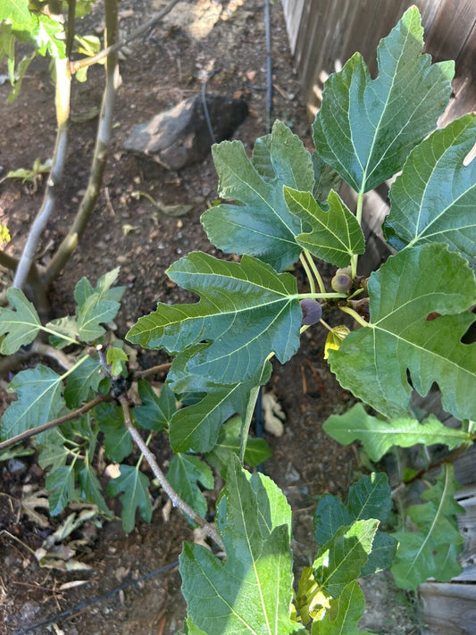 Black Madeira Fig Cuttings - 3 Pack - Ficus carica 'Black Madeira'