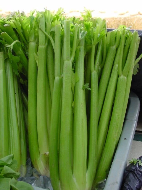 Celery Seeds - 1535 Seeds - Utah Tall Celery - Apium graveolens - Non-GMO Gardening Seeds - Free Shipping