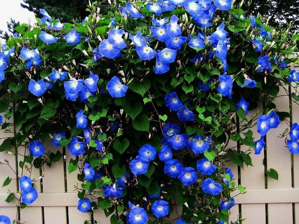 Blue Morning Glory Vine Seeds - 300+ Count, Climbing Vine, Blue Flowers (Ipomoea purpurea)