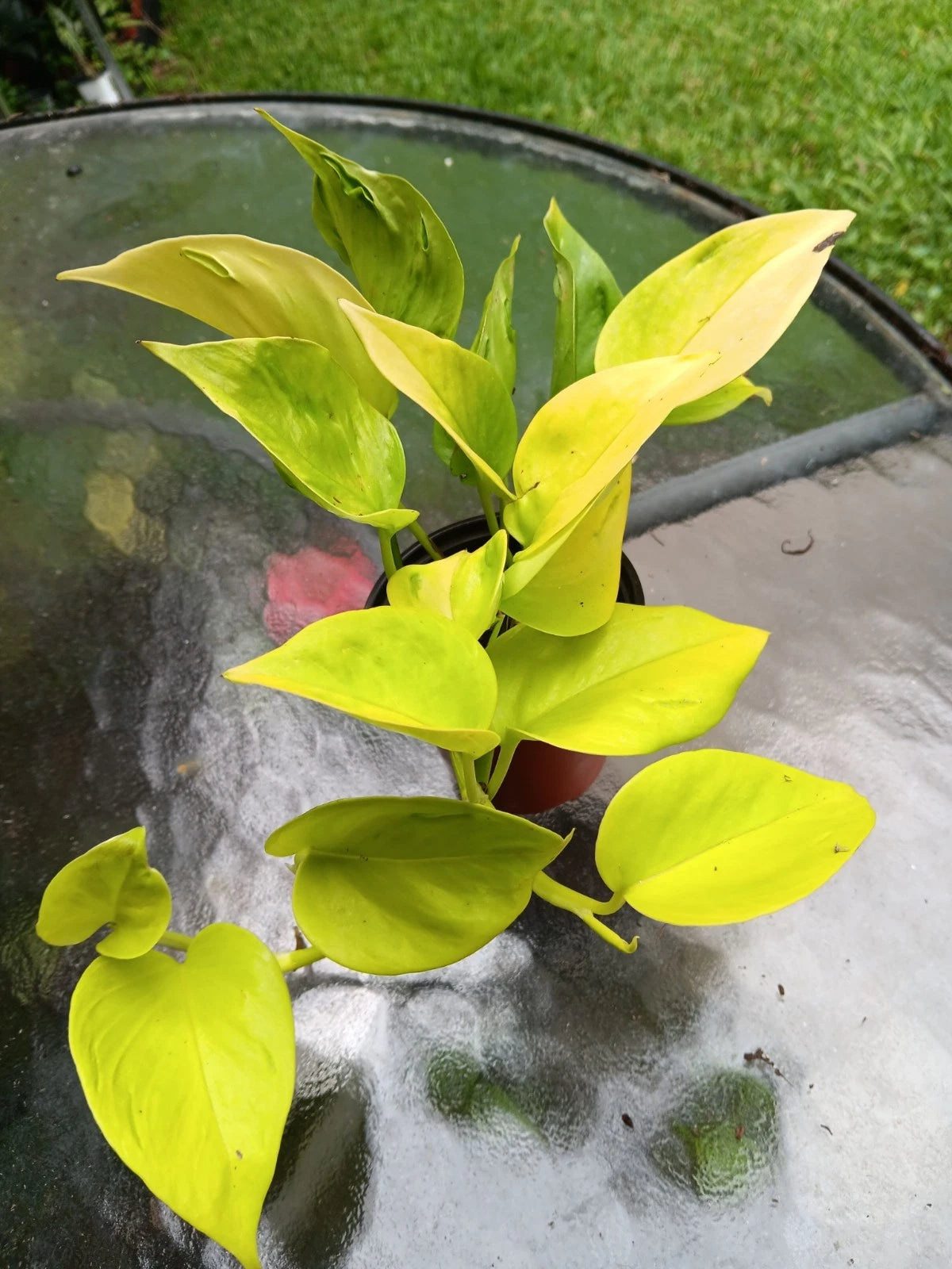 Epipremnum Pothos Plant - Champs Élysées - Teruno Exact - Indoor Houseplant - Low Light Tolerant - Easy Care