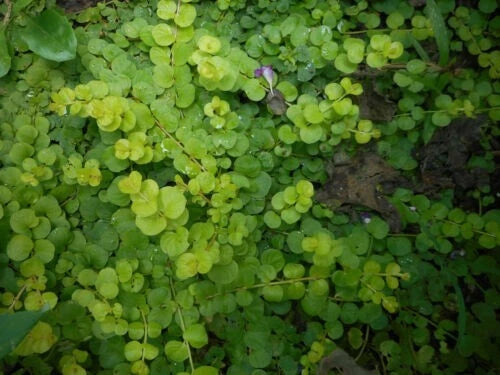 10 Bare Root Creeping Jenny Live Starter Plants, Excellent Ground Cover, Lysimachia nummularia
