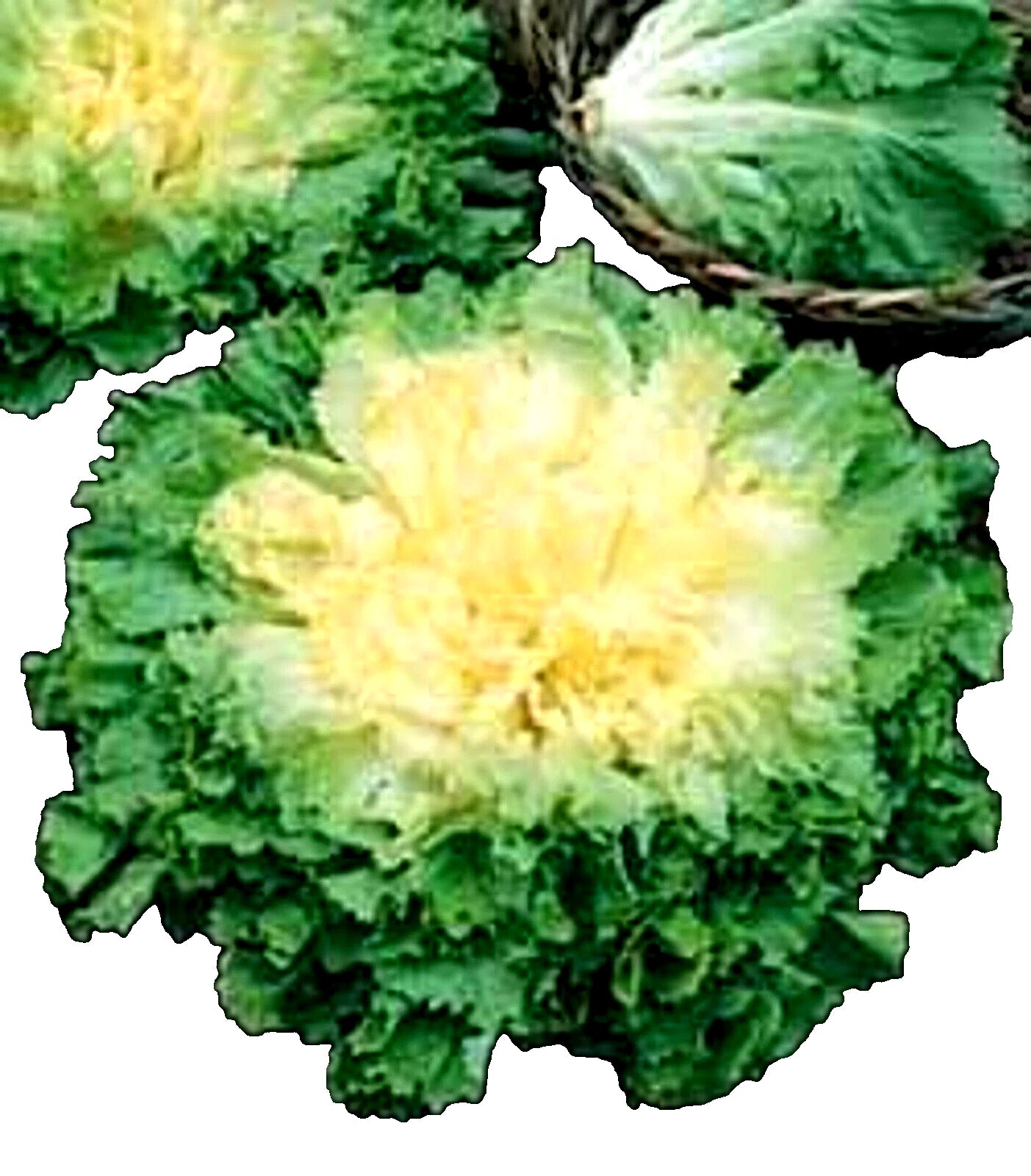 Full Heart Escarole Seeds 300+ Non-GMO Chicory Varieties - Perfect for Home Gardening and Culinary Use