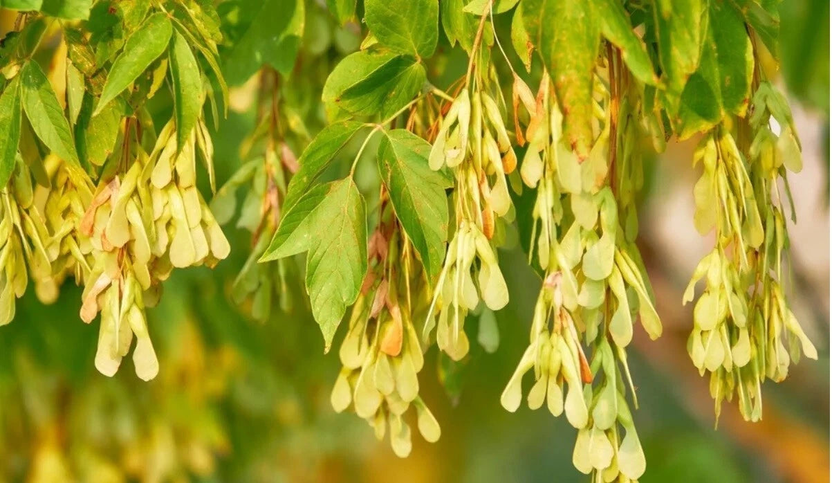 BoxElder Maple Tree Seeds - 50+ Fast Growing Seeds - Acer negundo - USA Native Plant