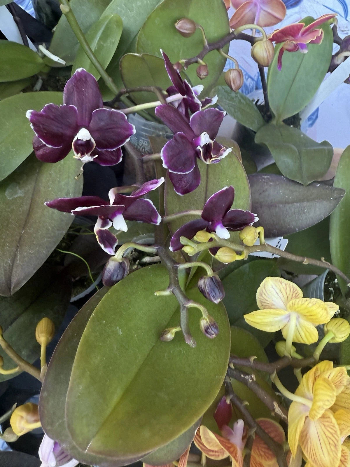 Orchid Plant in 3-Inch Pot, Phalaenopsis with Buds or Blooms, Perfect Indoor Flowering Houseplant