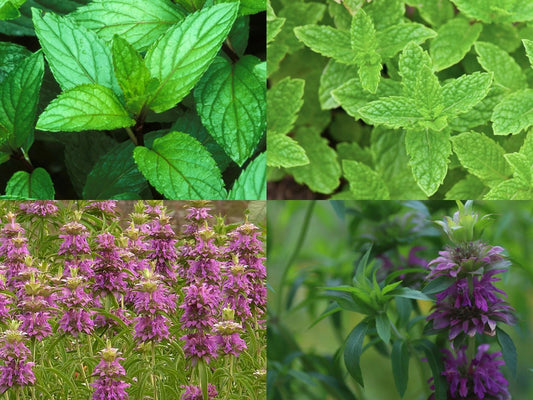 Mint Mix 4 Packs - Peppermint, Spearmint, Lemon Mint, Lemon Balm - Mentha spp. - Fresh Culinary Herbs