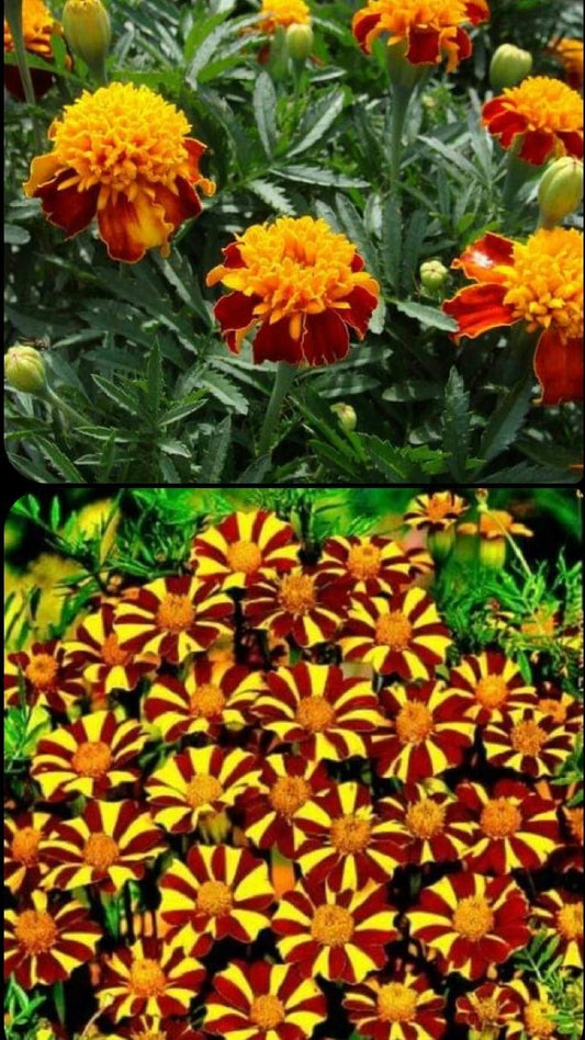 French Marigold Seeds Mix - COURT JESTER & DOUBLE DWARF Non-GMO, 200 Seeds - Colorful Garden Blooms (Tagetes patula)