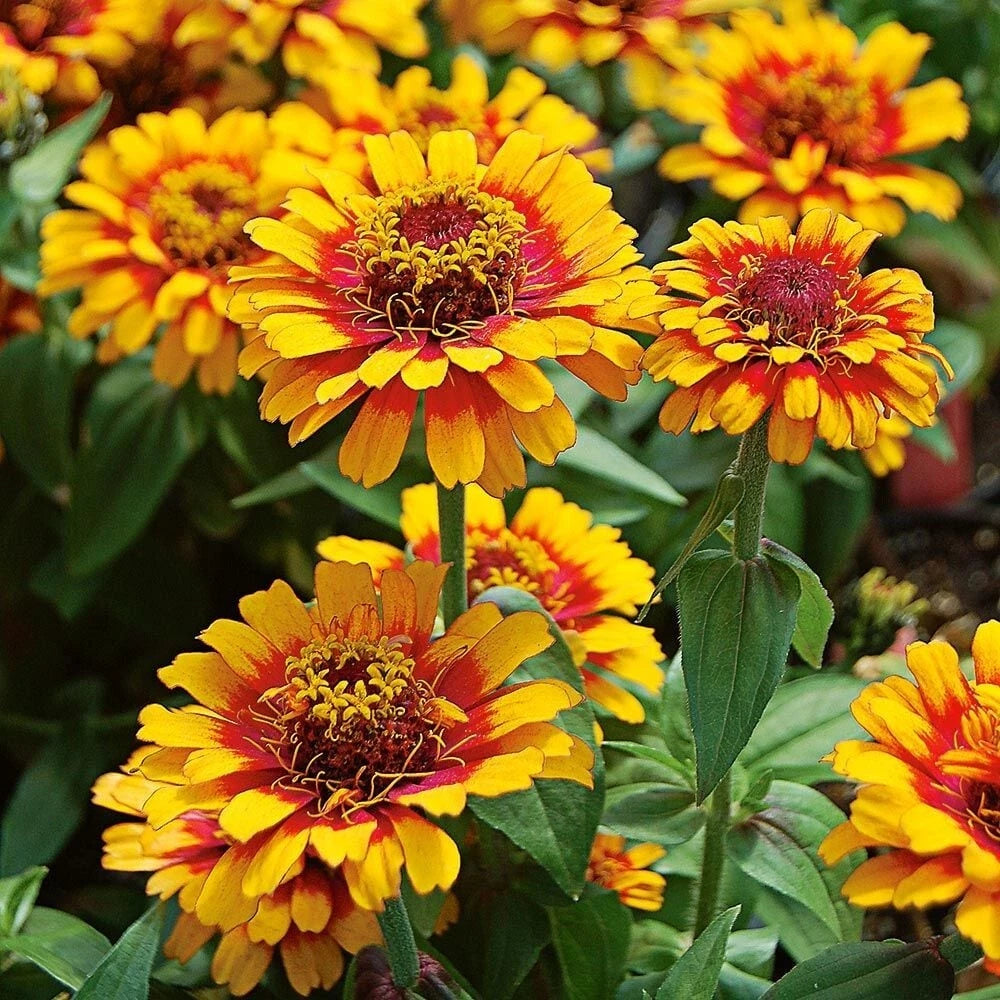 Zowie Yellow Flame Zinnia Seeds - 100+ Pack - Vibrant Garden Flowers - Zinnia elegans - USA Seller