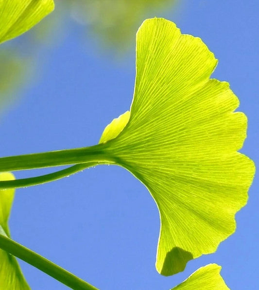 Ginkgo Biloba Cuttings 5+7 for Rooting and Grafting, Medicinal Tree, Ginkgo Tree Cuttings