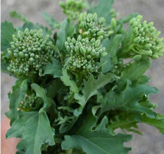 Broccoli Raab Seeds - 500 Non-GMO Italian Spring Rapini Microgreens - Cool Season Variety