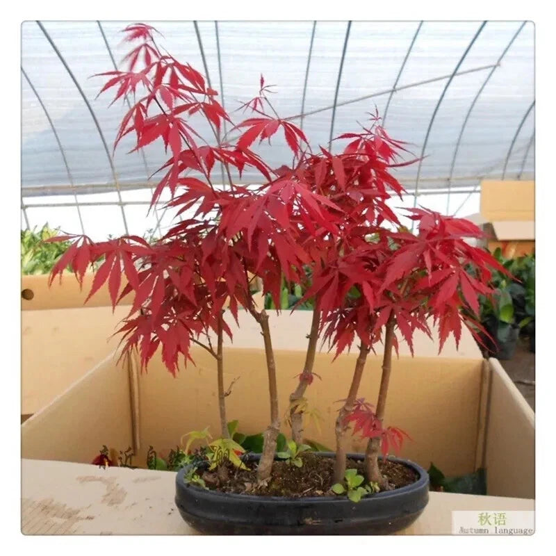 Japanese Red Maple Tree Seeds - 20 Rare Bonsai Seeds for Home Garden - Acer palmatum