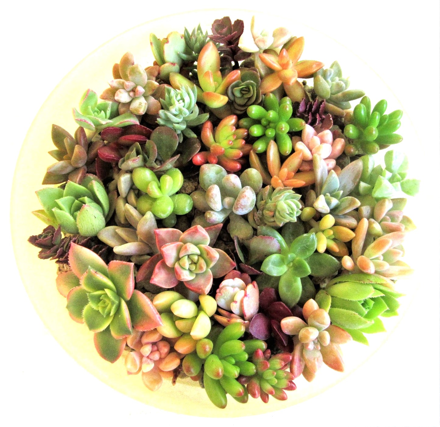 30+ Succulent Cuttings 1-2 Inch Mixed Varieties - 30 Rosettes - Free Shipping - Ideal for Crafting and Gardening