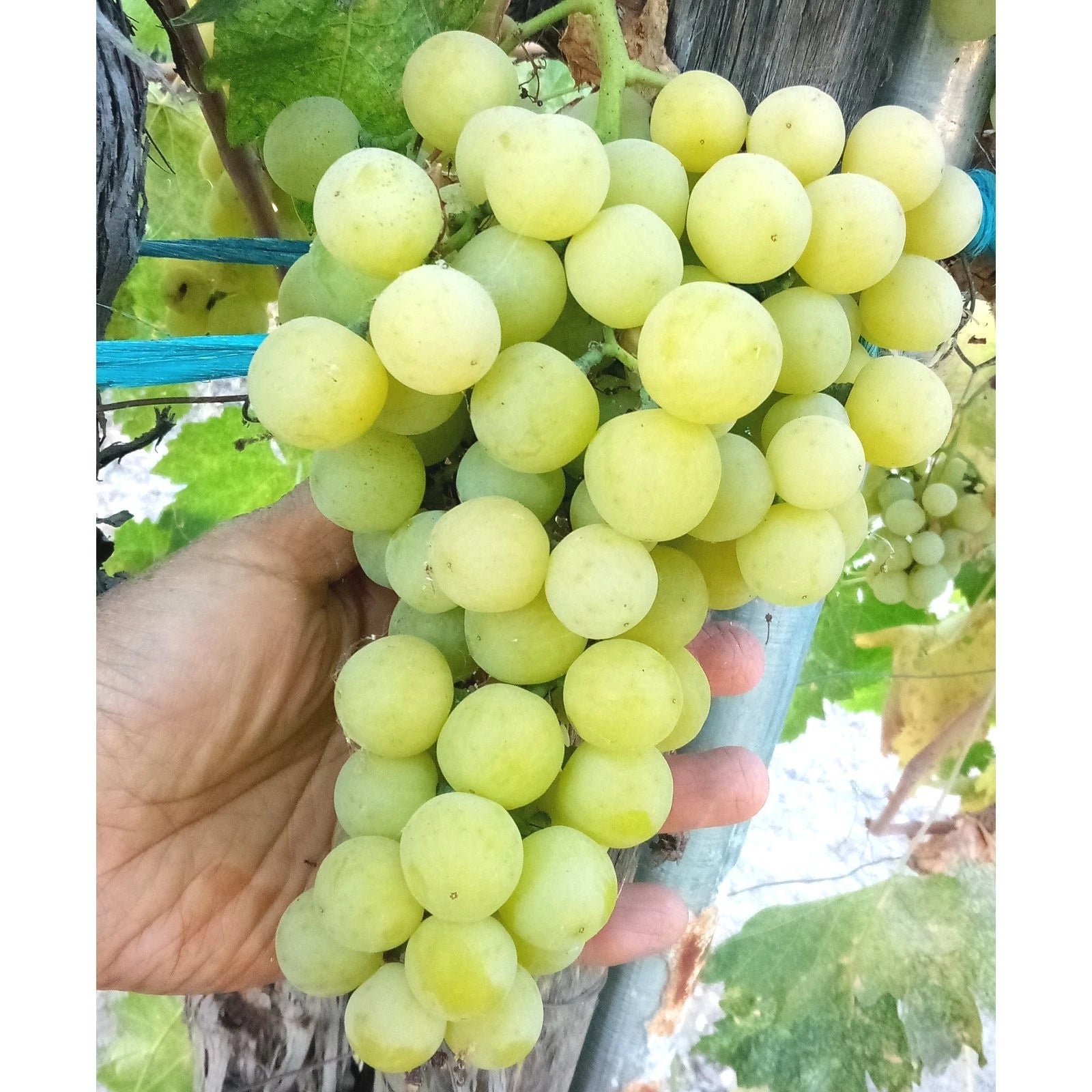 Sugar Sweet Table Grape Vine - Bare Root - Seedless Large Green - Vitis vinifera