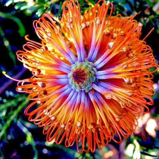 Banksia Tree Seeds - 5 Lantern Fireworks "Little Eric" - Rare Banksia ericifolia Seeds for Planting