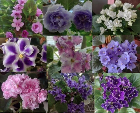 African Violet Leaf Box - 10 Named Varieties - Standards & Trailers - Variegated - Saintpaulia spp.