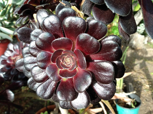 Aeonium Zwartkop Black Rose Succulent Plant 4-6 Inch Live Healthy Rooted Plant