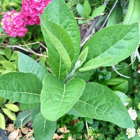 African Bitter Leaf Live Starter Plant, Vernonia amygdalina, Medicinal Herb for Diabetes, Natural Health Benefits