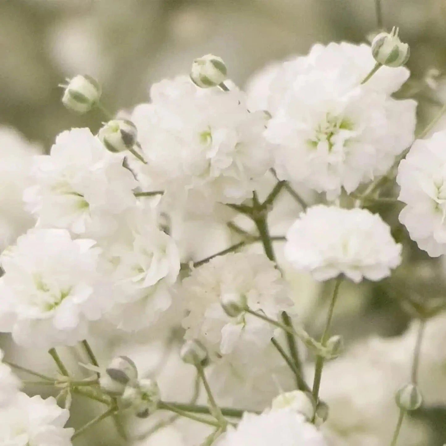 Baby's Breath Seeds - 5,000 Count - Easy to Grow Annual Flowers - Gypsophila elegans