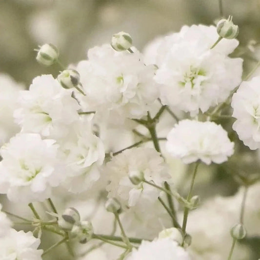 Baby's Breath Seeds - 5,000 Count - Easy to Grow Annual Flowers - Gypsophila elegans