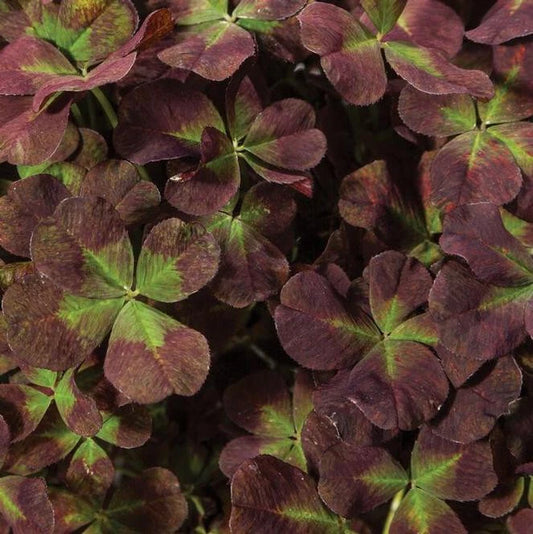 Live Starter Plant Trifolium '4 Luck Coco Mint' Burgundy-Green Foliage Ground Cover 4-Leaf Clover Trifolium repens Zones 4-10