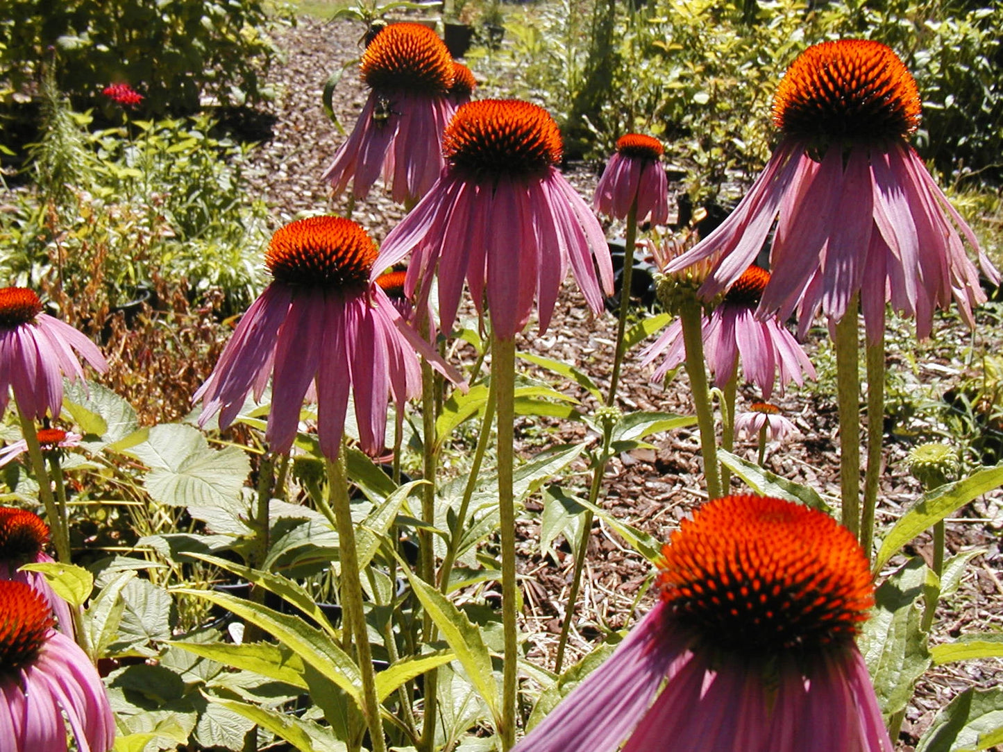 305 Coneflower Seeds - Purple Echinacea - GroCo USA - Buy 15 with Free Shipping