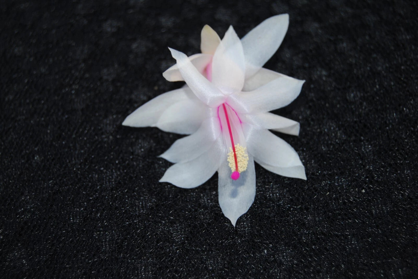 Christmas Cactus Starter Plant - Snow Fire - Schlumbergera Truncata