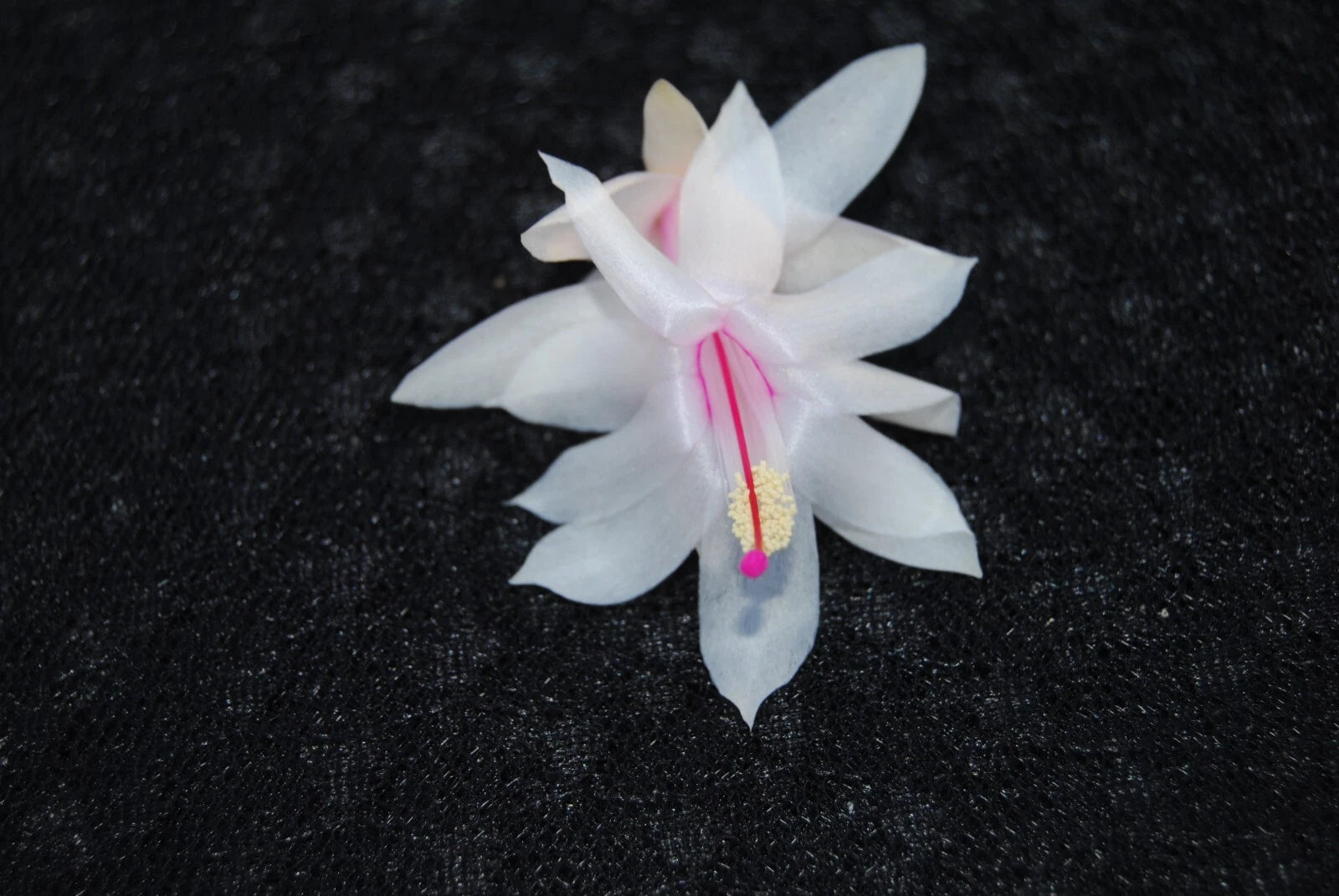 Christmas Cactus Starter Plant - Snow Fire - Schlumbergera Truncata