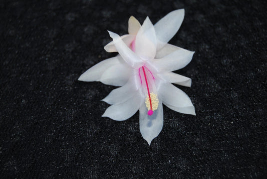 Christmas Cactus Starter Plant - Snow Fire - Schlumbergera Truncata