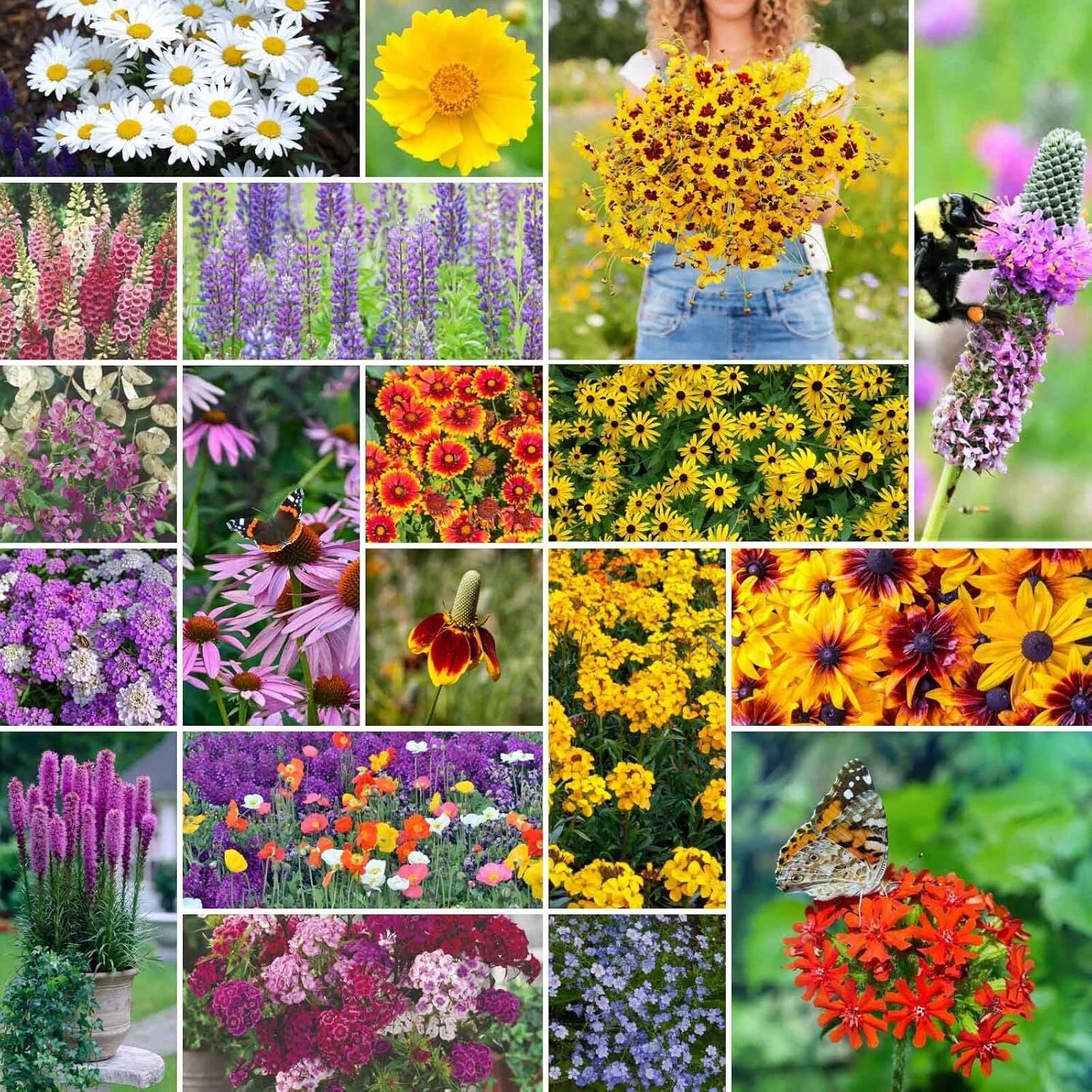 All Perennial Wildflower Mixed Seeds 1/4 lb, 120,000+ Seeds, Native Wildflower Blend, Ideal for Pollinators