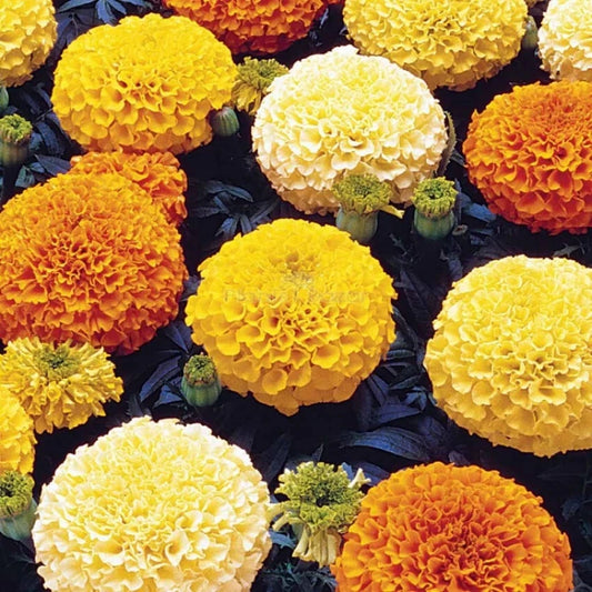 25+ Pauda Mix Marigold Seeds for Garden Planting - Tagetes spp. - USA Grown, Bright Colors, Easy to Grow
