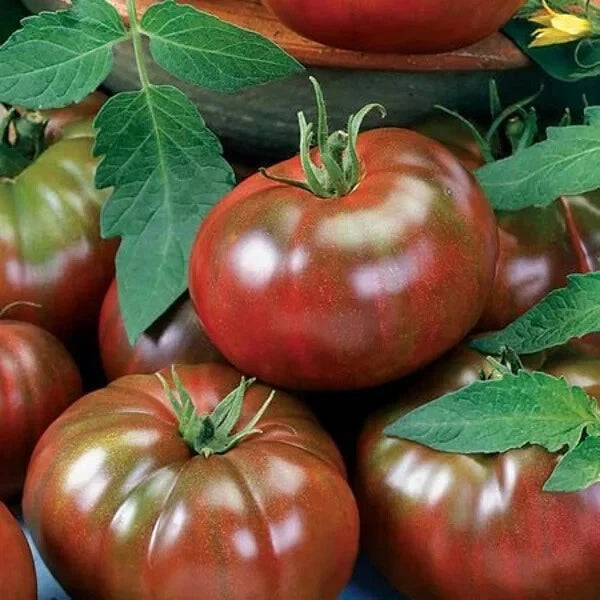 Chef's Choice Black Tomato Seeds - 40 Organic Seeds - Heirloom Variety - USA Grown
