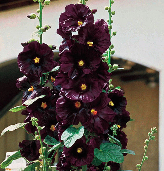 Black Hollyhock Flower Seeds - 25+ Seeds - Dark Purple Blooms - Alcea rosea - Includes Free Surprise Seeds