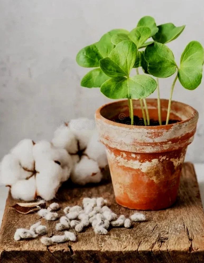 50+ White Cotton Seeds, Germination Tested, Easy to Grow, Gossypium - Fast Growth, USA