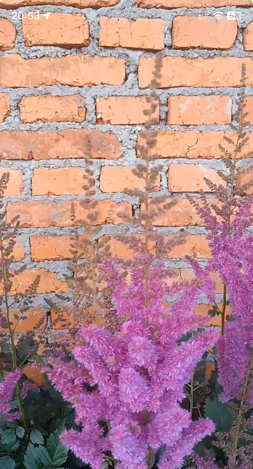 Astilbe Purple Lance Plant - 1pc Bare Root - Shade Garden Summer Flower (Astilbe chinensis)