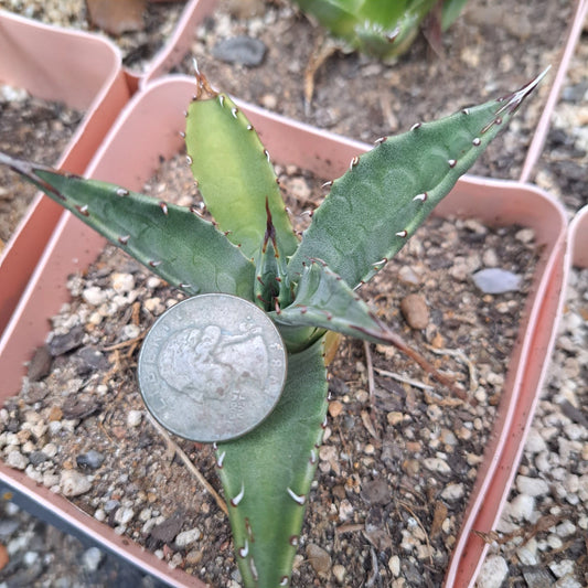 Agave Neomexicana Bare Root Plant | Succulent Variety | Drought-Tolerant Desert Plant | Agave Species