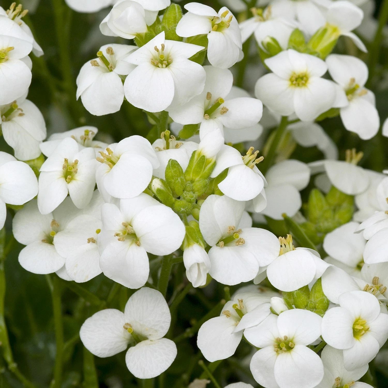 White Rock Cress Seeds - 200+ Arabis Alpina - Perennial Groundcover - USA Ship Free