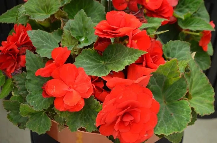 Begonia Seeds 1000 Count Bright Red Nonstop Begonia (Begonia x tuberhybrida) - Ideal for Gardens and Containers
