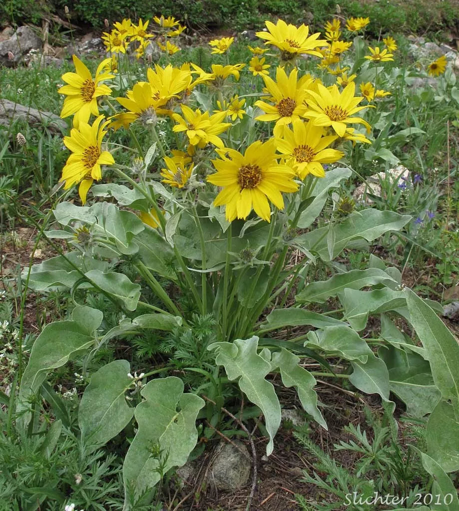 50 Seeds Balsam Root Wild Sunflower Arrowleaf Balsamroot (Balsamorhiza sagittata) - Buy 15, Ships Free