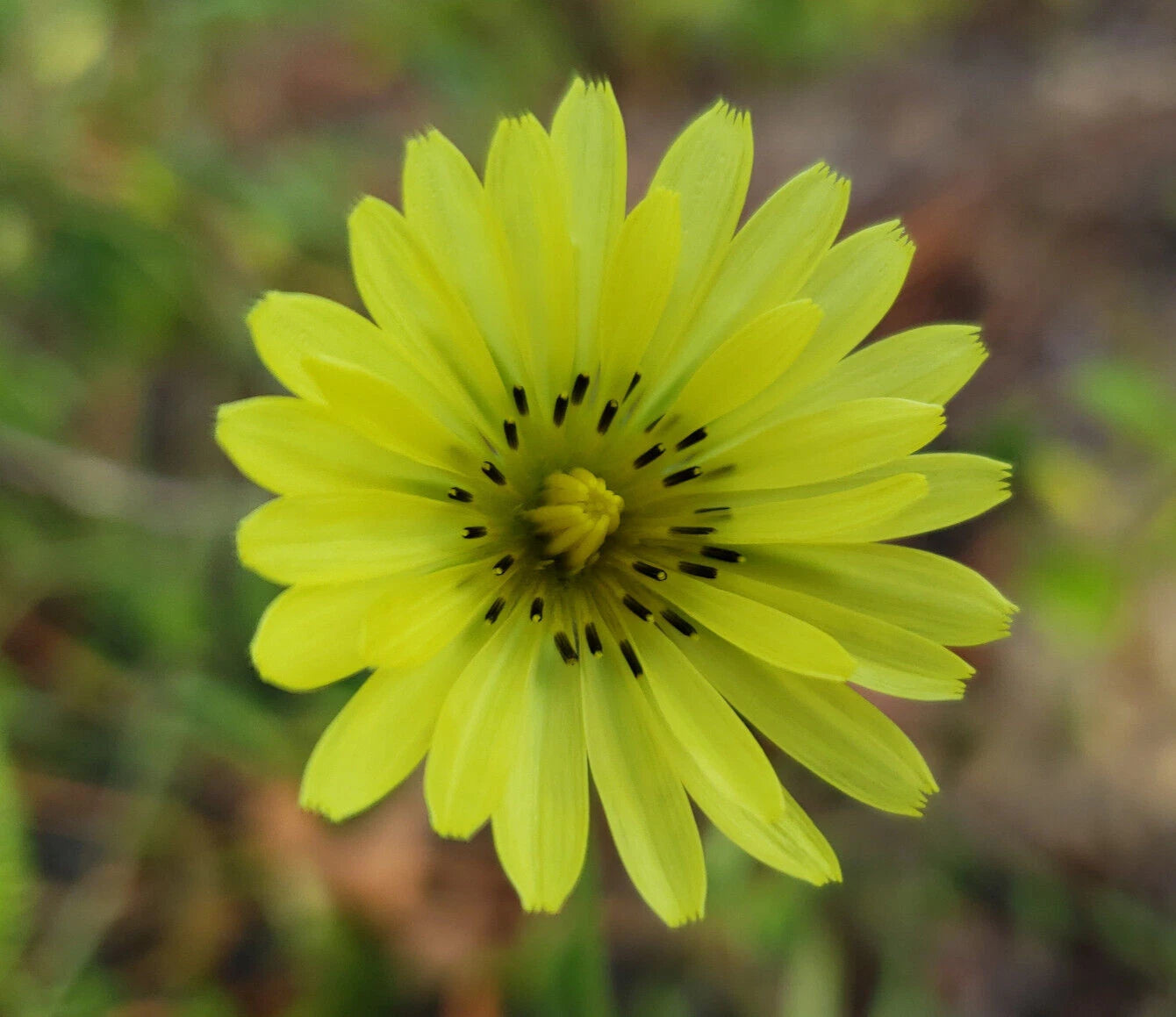 Carolina Desert Chicory Seeds | 25 Seeds | Pyrrhopappus Carolinianus | Florida Native Wildflower