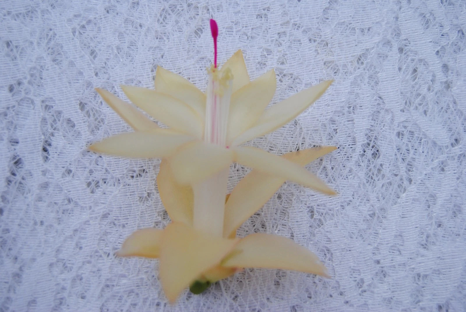 Christmas Cactus Starter Plant - Comet - Schlumbergera Truncata - Easy Care Indoor Succulent