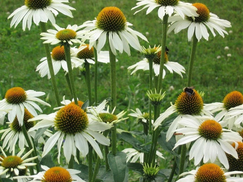 50 Baby White Coneflower Seeds - Echinacea Purpurea Perennial Flower Seeds - US Seller