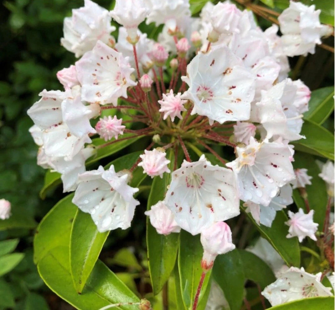 Live White Mountain Laurel Plant - Bare Root - 1 Ft - Kalmia latifolia - All Natural