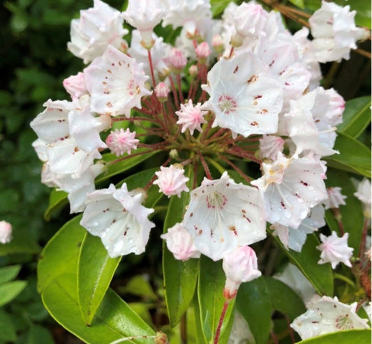 Live White Mountain Laurel Plant - Bare Root - 1 Ft - Kalmia latifolia - All Natural