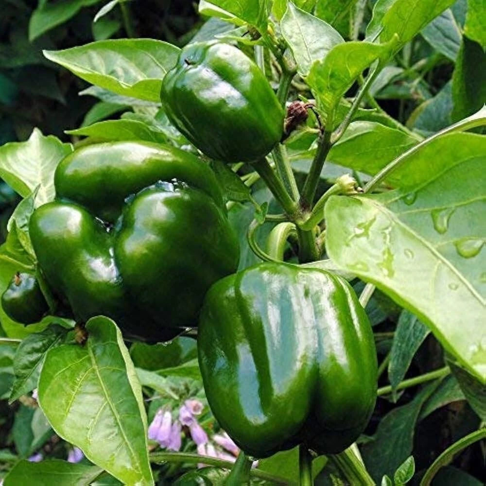 Emerald Giant Sweet Bell Pepper Seeds, NON-GMO Heirloom, Ideal for Stuffed Peppers, Capsicum annuum