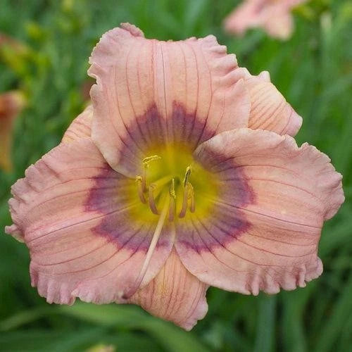 10 Live Daylilies Plants - Pastilline Pastel Lavender - Hemerocallis
