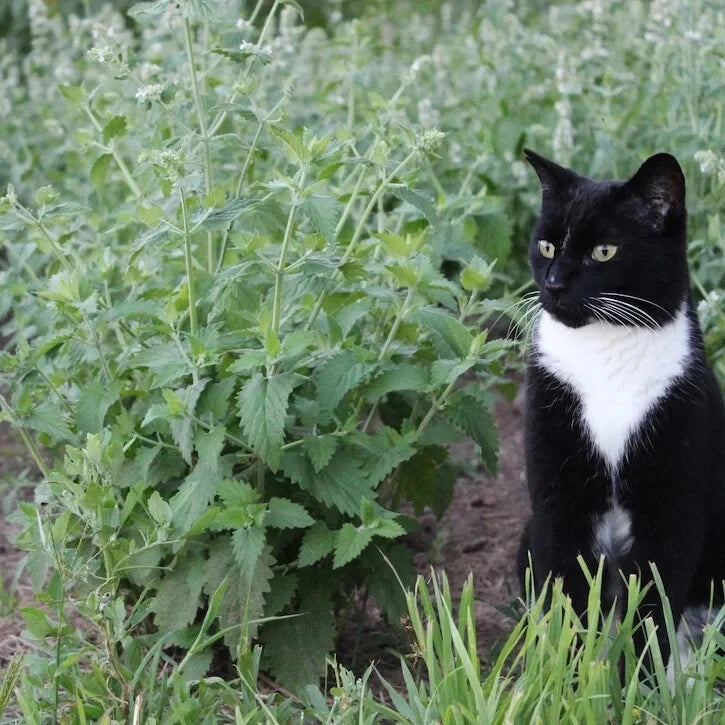 Catnip Seeds - 15 Fresh Herb Seeds - Nepeta cataria - Free USA Shipping