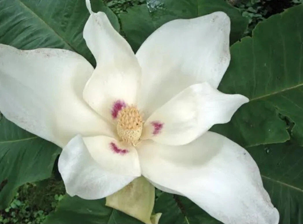 Big Leaf White Magnolia Sapling LIVE Plant - Bare Root 12+ Inches - Magnolia grandiflora